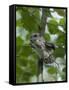 Siberian Flying Squirrel (Pteromys Volans) Baby Feeding On Leaves, Central Finland, June-Jussi Murtosaari-Framed Stretched Canvas