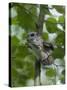 Siberian Flying Squirrel (Pteromys Volans) Baby Feeding On Leaves, Central Finland, June-Jussi Murtosaari-Stretched Canvas