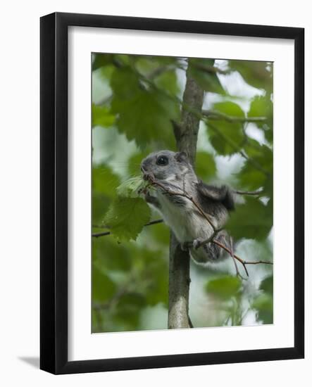 Siberian Flying Squirrel (Pteromys Volans) Baby Feeding On Leaves, Central Finland, June-Jussi Murtosaari-Framed Photographic Print