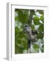 Siberian Flying Squirrel (Pteromys Volans) Baby Feeding On Leaves, Central Finland, June-Jussi Murtosaari-Framed Photographic Print