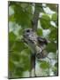 Siberian Flying Squirrel (Pteromys Volans) Baby Feeding On Leaves, Central Finland, June-Jussi Murtosaari-Mounted Photographic Print