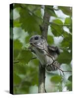 Siberian Flying Squirrel (Pteromys Volans) Baby Feeding On Leaves, Central Finland, June-Jussi Murtosaari-Stretched Canvas