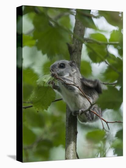 Siberian Flying Squirrel (Pteromys Volans) Baby Feeding On Leaves, Central Finland, June-Jussi Murtosaari-Stretched Canvas