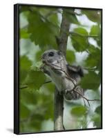 Siberian Flying Squirrel (Pteromys Volans) Baby Feeding On Leaves, Central Finland, June-Jussi Murtosaari-Framed Photographic Print