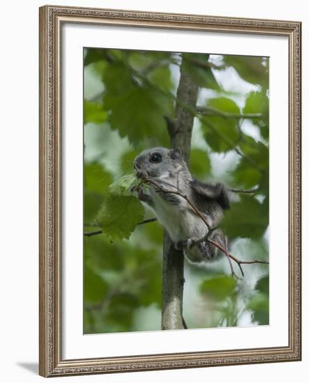 Siberian Flying Squirrel (Pteromys Volans) Baby Feeding On Leaves, Central Finland, June-Jussi Murtosaari-Framed Photographic Print