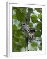 Siberian Flying Squirrel (Pteromys Volans) Baby Feeding On Leaves, Central Finland, June-Jussi Murtosaari-Framed Photographic Print