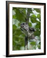 Siberian Flying Squirrel (Pteromys Volans) Baby Feeding On Leaves, Central Finland, June-Jussi Murtosaari-Framed Photographic Print