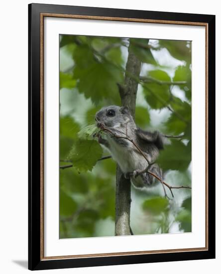 Siberian Flying Squirrel (Pteromys Volans) Baby Feeding On Leaves, Central Finland, June-Jussi Murtosaari-Framed Photographic Print