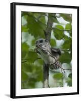 Siberian Flying Squirrel (Pteromys Volans) Baby Feeding On Leaves, Central Finland, June-Jussi Murtosaari-Framed Photographic Print