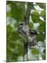 Siberian Flying Squirrel (Pteromys Volans) Baby Feeding On Leaves, Central Finland, June-Jussi Murtosaari-Mounted Photographic Print