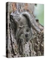 Siberian Flying Squirrel (Pteromys Volans) Juvenile, Central Finland, June-Jussi Murtosaari-Stretched Canvas