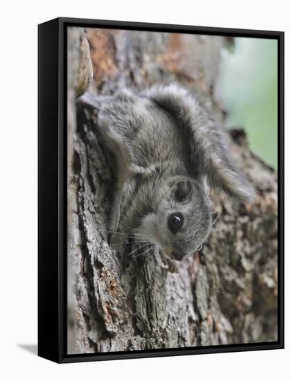 Siberian Flying Squirrel (Pteromys Volans) Juvenile, Central Finland, June-Jussi Murtosaari-Framed Stretched Canvas