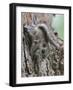 Siberian Flying Squirrel (Pteromys Volans) Juvenile, Central Finland, June-Jussi Murtosaari-Framed Photographic Print