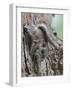Siberian Flying Squirrel (Pteromys Volans) Juvenile, Central Finland, June-Jussi Murtosaari-Framed Photographic Print
