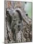 Siberian Flying Squirrel (Pteromys Volans) Juvenile, Central Finland, June-Jussi Murtosaari-Mounted Photographic Print