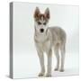 Siberian Husky Bitch, 9 Weeks Old, Standing Portrait-Jane Burton-Stretched Canvas