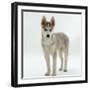 Siberian Husky Bitch, 9 Weeks Old, Standing Portrait-Jane Burton-Framed Photographic Print