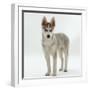 Siberian Husky Bitch, 9 Weeks Old, Standing Portrait-Jane Burton-Framed Photographic Print