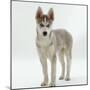 Siberian Husky Bitch, 9 Weeks Old, Standing Portrait-Jane Burton-Mounted Photographic Print