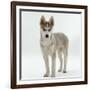 Siberian Husky Bitch, 9 Weeks Old, Standing Portrait-Jane Burton-Framed Photographic Print