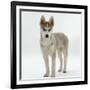 Siberian Husky Bitch, 9 Weeks Old, Standing Portrait-Jane Burton-Framed Photographic Print