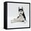 Siberian Husky Dog, Lying Down-Jane Burton-Framed Stretched Canvas