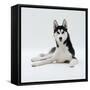 Siberian Husky Dog, Lying Down-Jane Burton-Framed Stretched Canvas