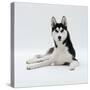 Siberian Husky Dog, Lying Down-Jane Burton-Stretched Canvas