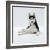 'Siberian Husky Dog, Lying Down' Photographic Print - Jane Burton ...