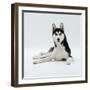 Siberian Husky Dog, Lying Down-Jane Burton-Framed Photographic Print