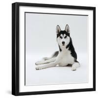 Siberian Husky Dog, Lying Down-Jane Burton-Framed Photographic Print