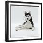 Siberian Husky Dog, Lying Down-Jane Burton-Framed Photographic Print