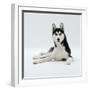 Siberian Husky Dog, Lying Down-Jane Burton-Framed Photographic Print