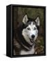 Siberian Husky Dog, USA-Lynn M. Stone-Framed Stretched Canvas