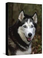 Siberian Husky Dog, USA-Lynn M. Stone-Stretched Canvas