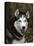 Siberian Husky Dog, USA-Lynn M. Stone-Stretched Canvas