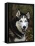 Siberian Husky Dog, USA-Lynn M. Stone-Framed Stretched Canvas