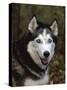 Siberian Husky Dog, USA-Lynn M. Stone-Stretched Canvas