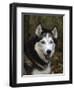 Siberian Husky Dog, USA-Lynn M. Stone-Framed Premium Photographic Print