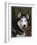 Siberian Husky Dog, USA-Lynn M. Stone-Framed Premium Photographic Print