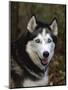 Siberian Husky Dog, USA-Lynn M. Stone-Mounted Premium Photographic Print