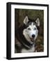 Siberian Husky Dog, USA-Lynn M. Stone-Framed Photographic Print