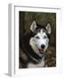 Siberian Husky Dog, USA-Lynn M. Stone-Framed Photographic Print