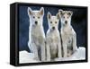 Siberian Husky Dogs Three Sitting on Snow-null-Framed Stretched Canvas