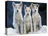 Siberian Husky Dogs Three Sitting on Snow-null-Stretched Canvas