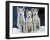 Siberian Husky Dogs Three Sitting on Snow-null-Framed Photographic Print