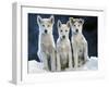 Siberian Husky Dogs Three Sitting on Snow-null-Framed Photographic Print