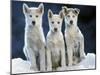 Siberian Husky Dogs Three Sitting on Snow-null-Mounted Photographic Print