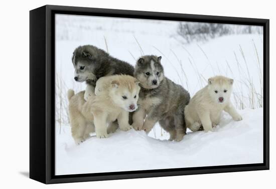 Siberian Husky Litter of Four Puppies in Snow-null-Framed Stretched Canvas