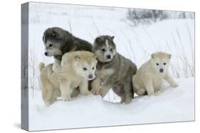 Siberian Husky Litter of Four Puppies in Snow-null-Stretched Canvas